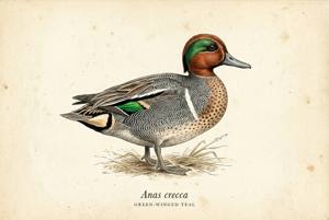 Green-winged Teal illustration