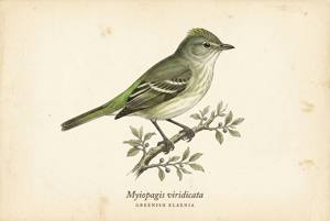 Greenish Elaenia illustration