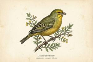 Greenish Yellow-Finch illustration