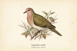 Grenada Dove illustration