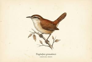 Grenada Wren illustration