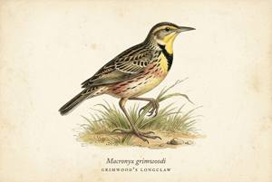 Grimwood's Longclaw illustration