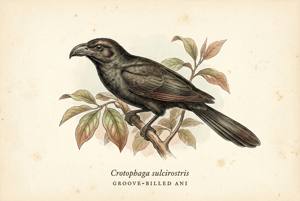 Groove-billed Ani illustration