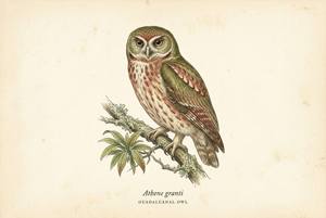 Guadalcanal Owl illustration