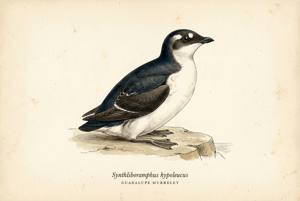 Guadalupe Murrelet illustration