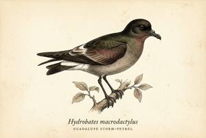Guadalupe Storm-Petrel illustration