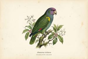 Guadeloupe Amazon illustration