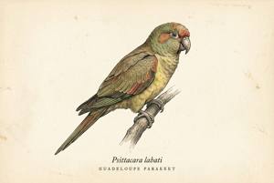 Guadeloupe Parakeet illustration