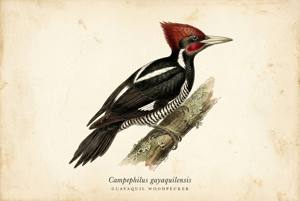 Guayaquil Woodpecker illustration