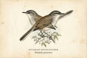 Guianan Gnatcatcher illustration