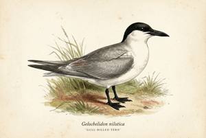 Gull-billed Tern illustration