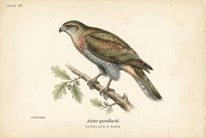 Gundlach's Hawk illustration