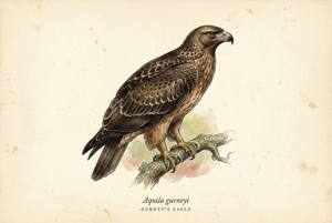 Gurney's Eagle illustration