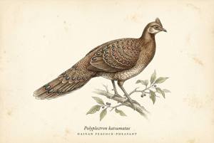 Hainan Peacock-Pheasant illustration