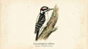 Hairy Woodpecker illustration