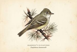 Hammond's Flycatcher illustration