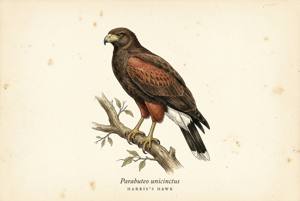 Harris's Hawk illustration