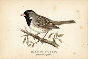 Harris's Sparrow illustration