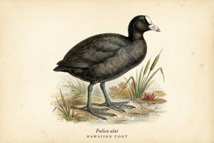 Hawaiian Coot illustration
