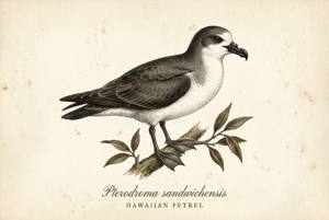 Hawaiian Petrel illustration