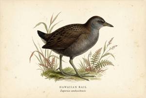 Hawaiian Rail illustration