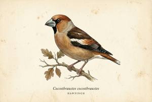 Hawfinch illustration