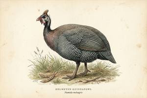 Helmeted Guineafowl illustration