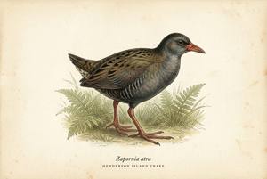 Henderson Island Crake illustration