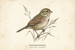 Henslow's Sparrow illustration