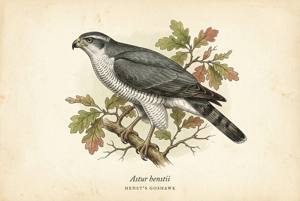 Henst's Goshawk illustration