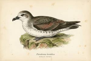 Herald Petrel illustration