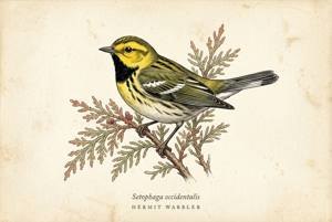 Hermit Warbler illustration