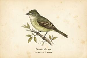 Highland Elaenia illustration