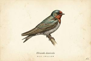 Hill Swallow illustration