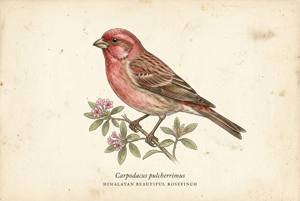 Himalayan Beautiful Rosefinch illustration