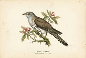 Himalayan Cuckoo illustration