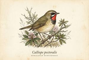 Himalayan Rubythroat illustration