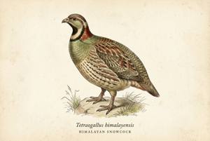 Himalayan Snowcock illustration