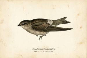 Himalayan Swiftlet illustration