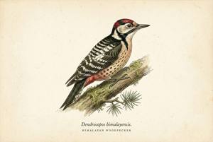 Himalayan Woodpecker illustration