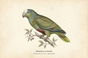 Hispaniolan Amazon illustration