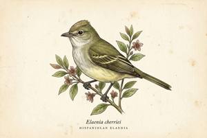 Hispaniolan Elaenia illustration