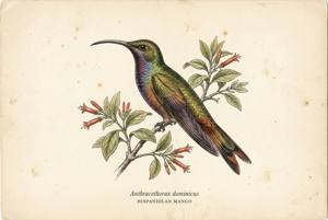 Hispaniolan Mango illustration