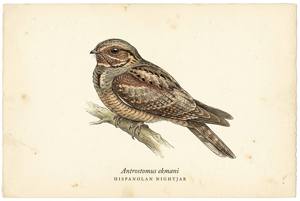Hispaniolan Nightjar illustration