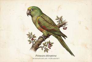 Hispaniolan Parakeet illustration