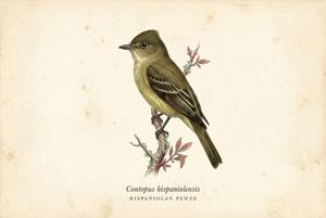 Hispaniolan Pewee illustration