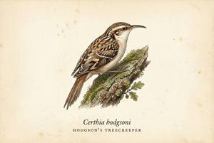 Hodgson's Treecreeper illustration