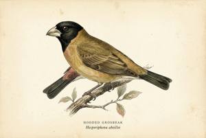 Hooded Grosbeak illustration