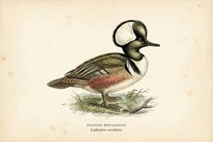 Hooded Merganser illustration