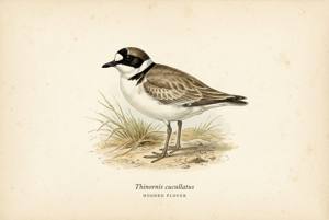 Hooded Plover illustration